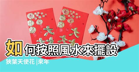 鯨魚 風水|如何按照風水來擺設鯨魚花？（特徵、方位、共同擺設的植物）